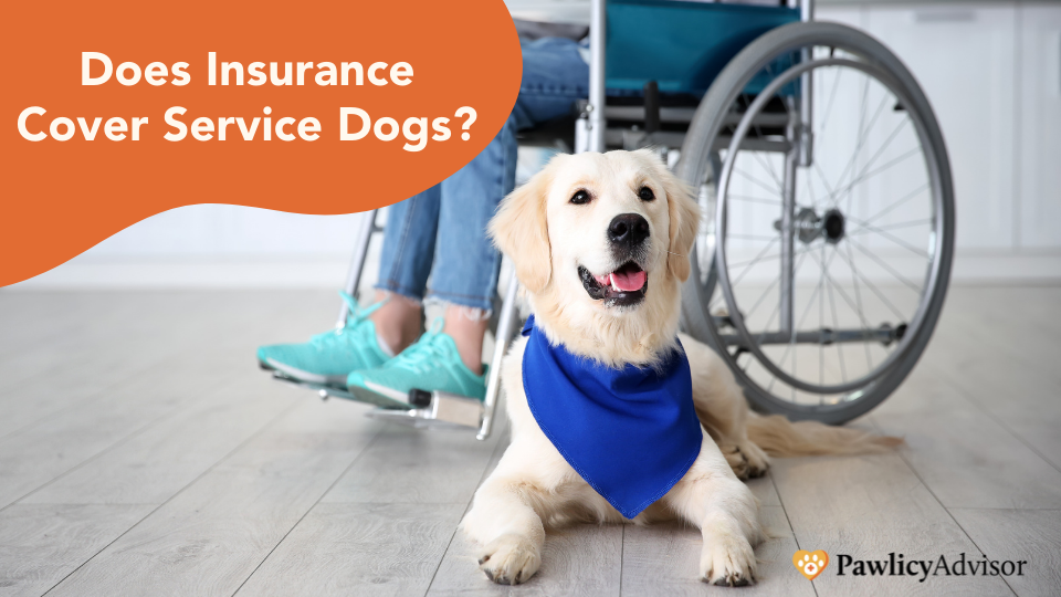 are service dogs covered by insurance