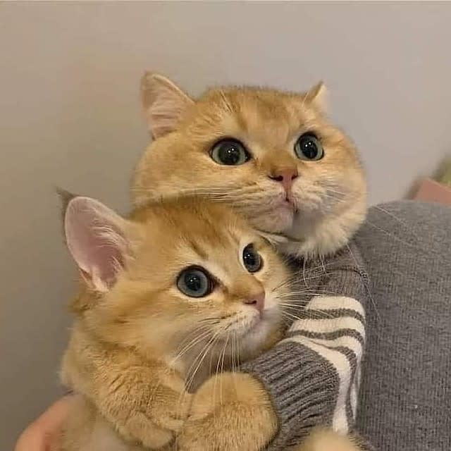 Cute cat