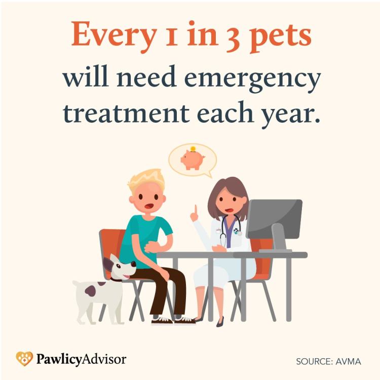 Every 1 in 3 pets need an emergency vet