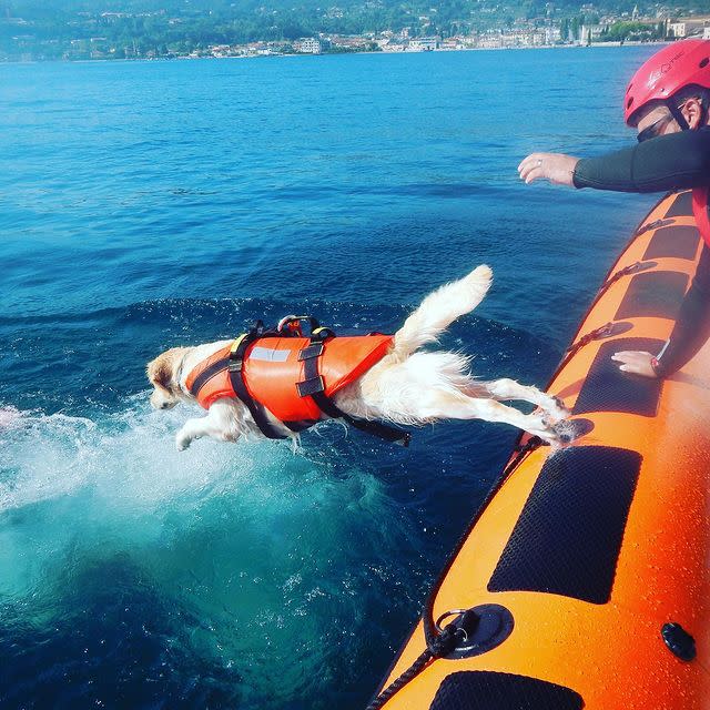 Rescue dog jumping into water