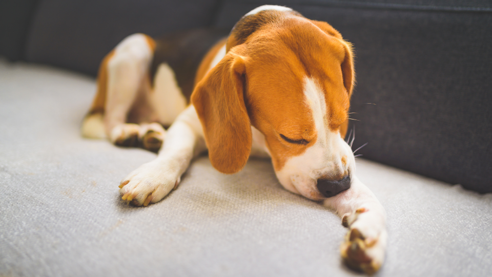 can stress cause hot spots in dogs