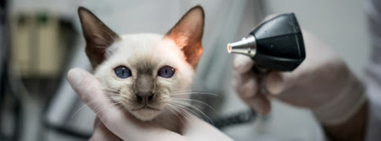 cat gets ear examination 
