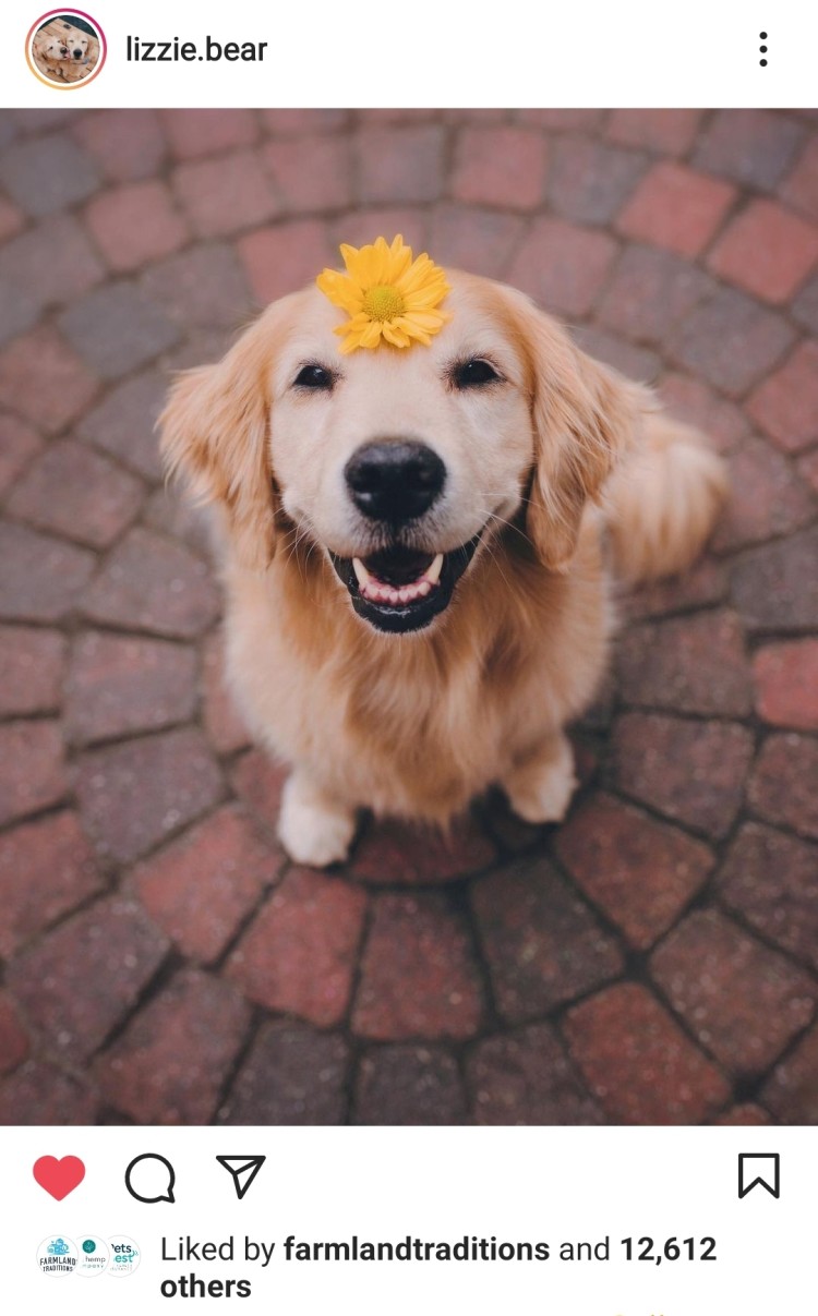 happy monday puppy