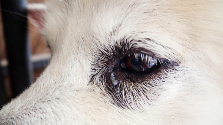 Close up of a dog with discharge in the alley