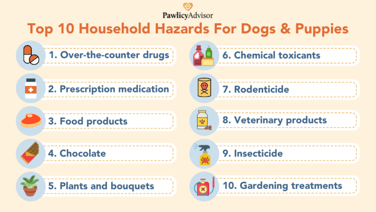 household hazards for dogs and puppies