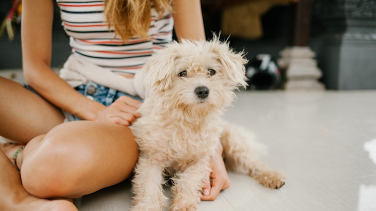 Top 5 Tax Deductions For Pet Owners In 2021 Pawlicy Advisor