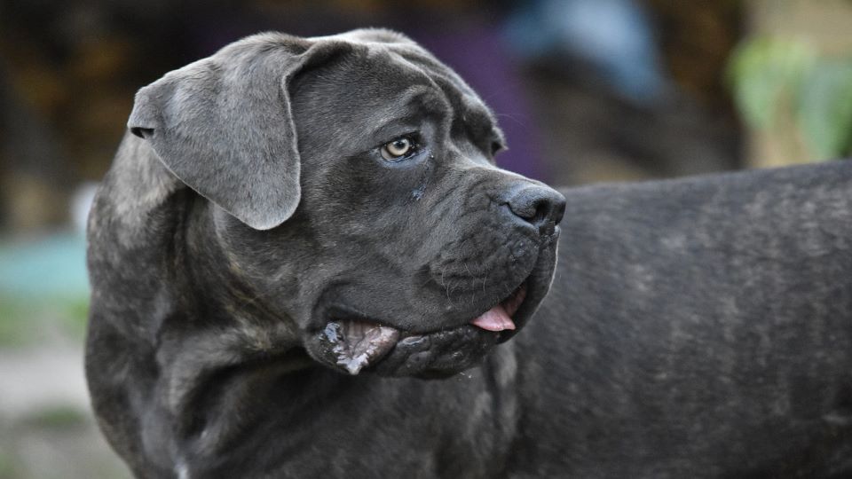 when does a cane corso reach puberty?