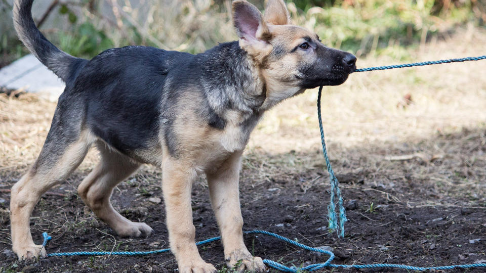 What Is The Average Weight Of A Female German Shepherd