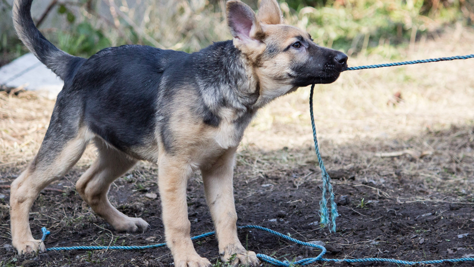 16 week best sale old german shepherd