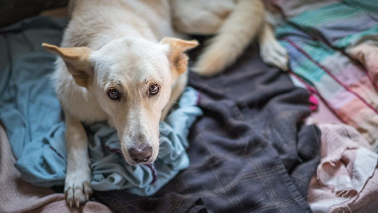 Dog laying on fabric for warmth in shelter