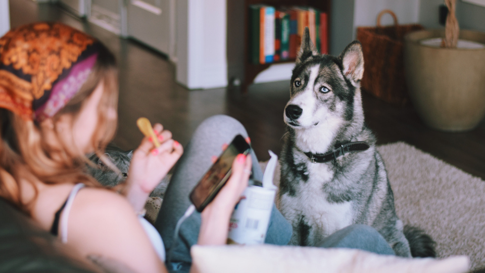 Dogs eat hot sale potato chips