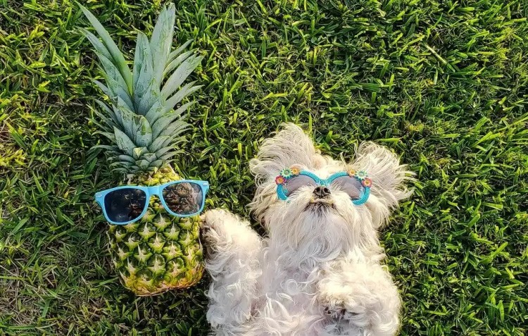 dog and pineapple with sunglasses