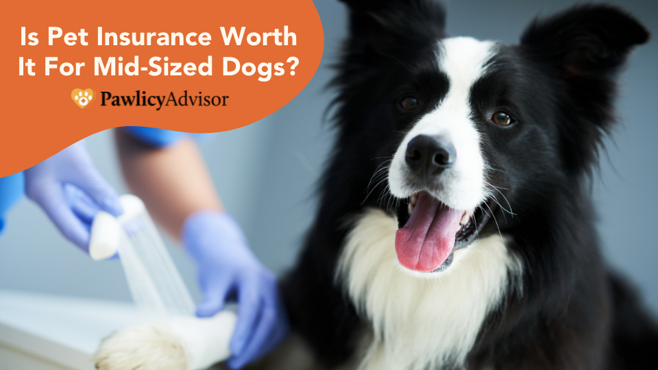 is pet insurance worth it for a puppy