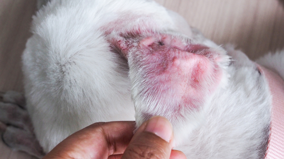what causes yeast infections on dogs paws