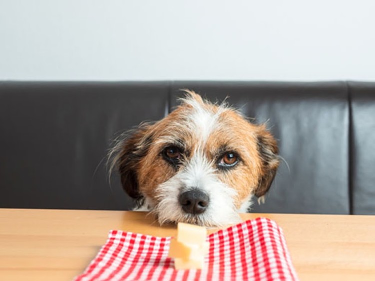 dog looking at cheese