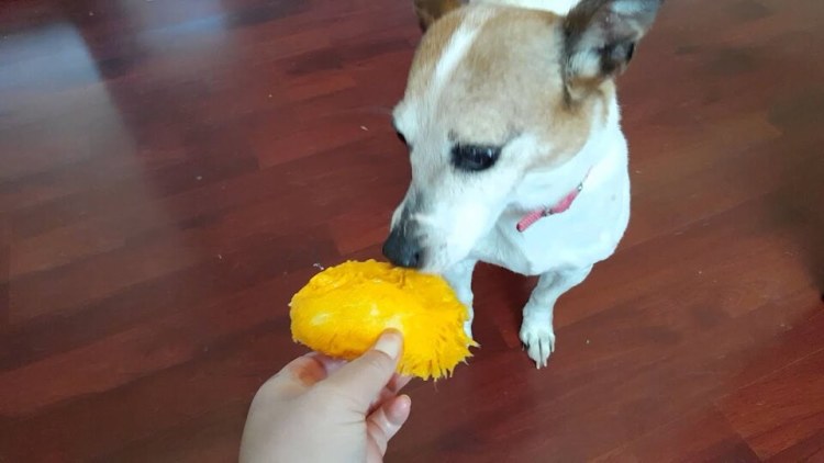 dog tasting mango from human's hand