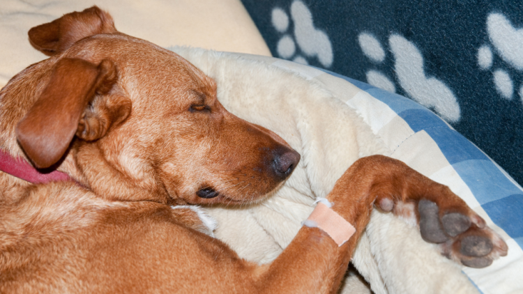 Garlic powder for tapeworms in clearance dogs