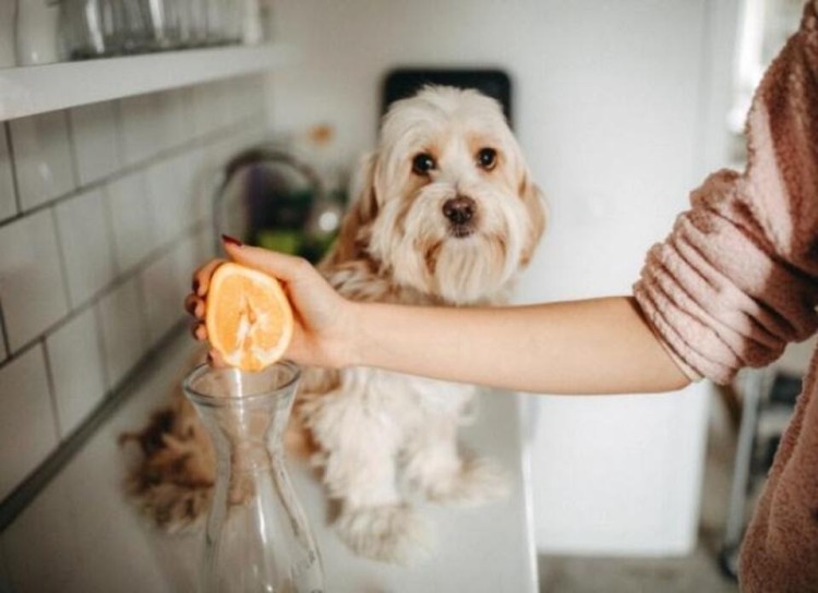 dog sitting on counter looking at a woman's hand squeezing orange