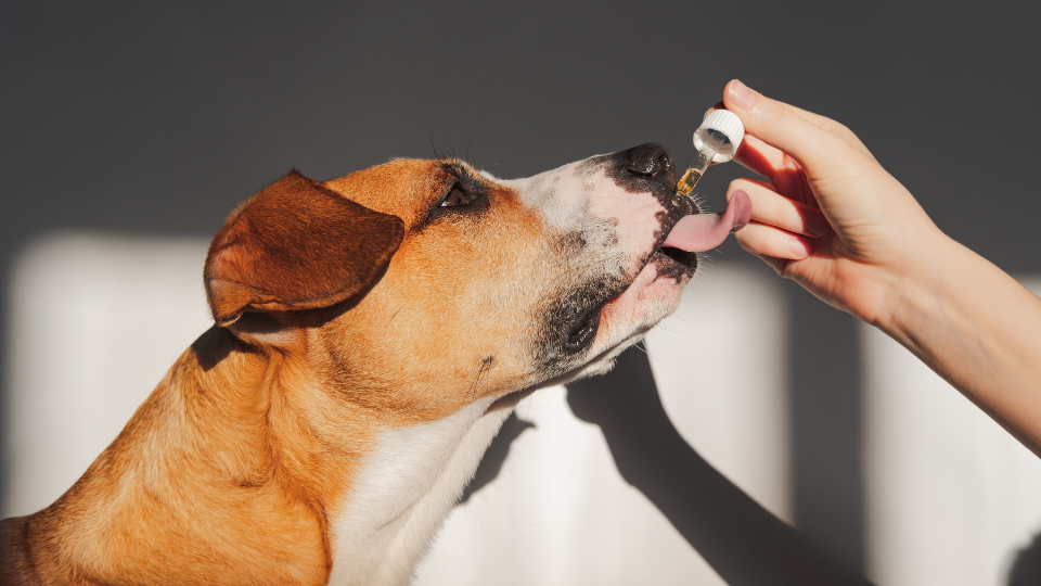 is chondroitin sulfate safe for dogs