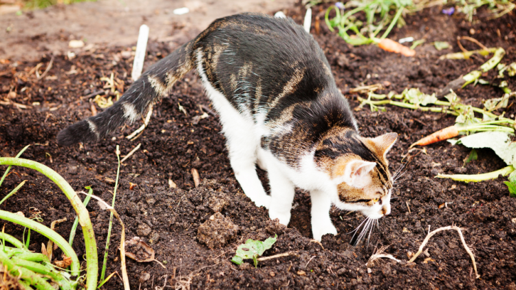 Cat digging near carrots in vegetable garden