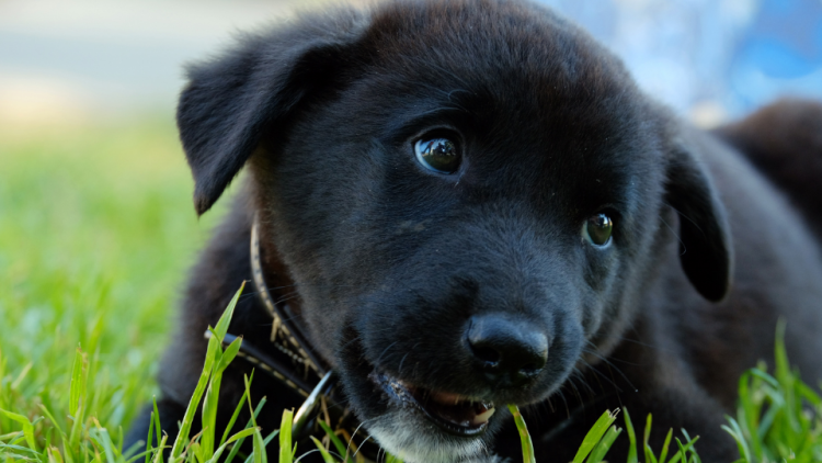 puppy eating grass