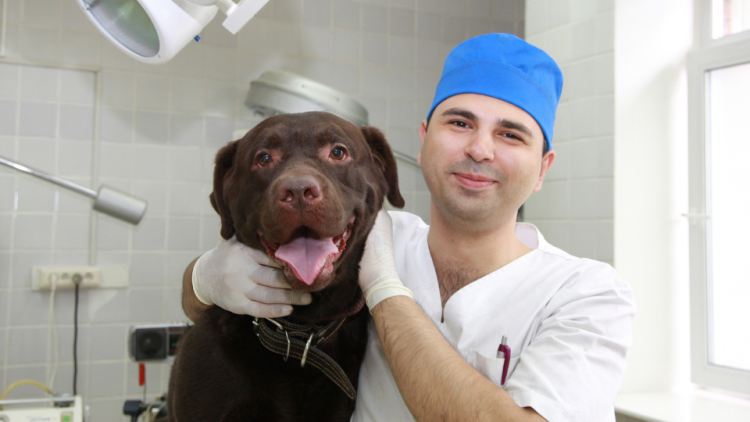 brown lab in operating room