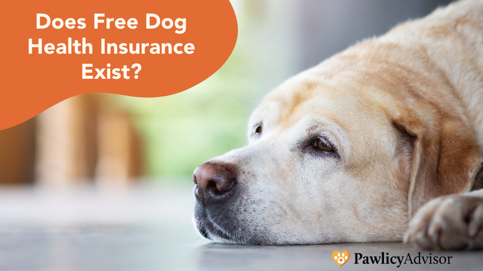 Does Free Dog Health Insurance Exist? | Pawlicy Advisor