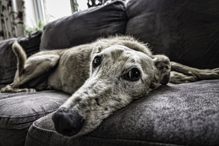 患有关节炎的老狗躺在沙发上