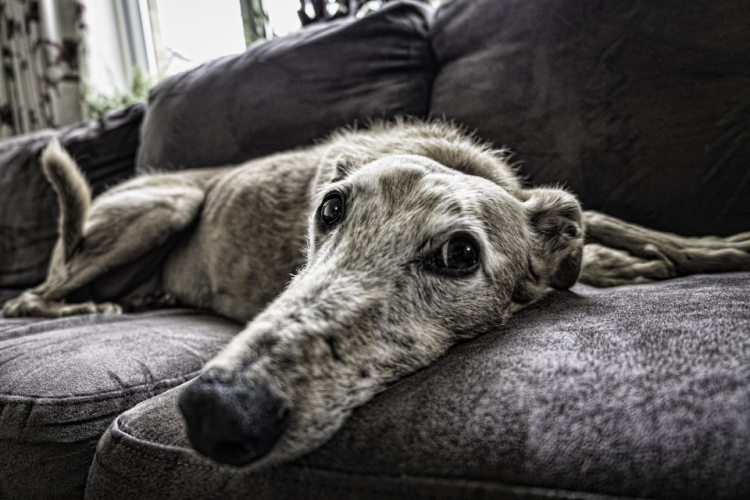 Senior dog with arthritis laying on couch