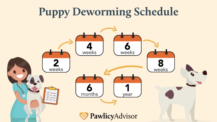 puppy deworming schedule