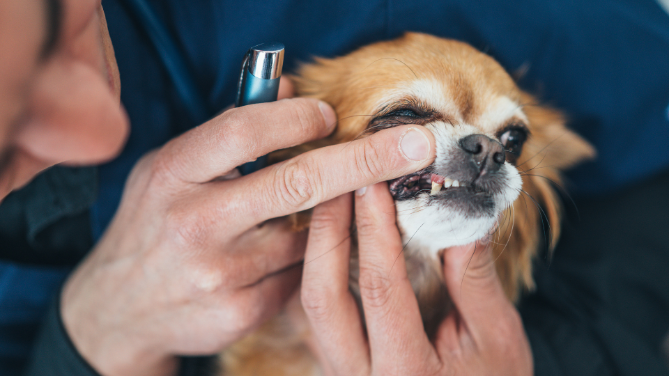 Tooth abscess in outlet dogs symptoms