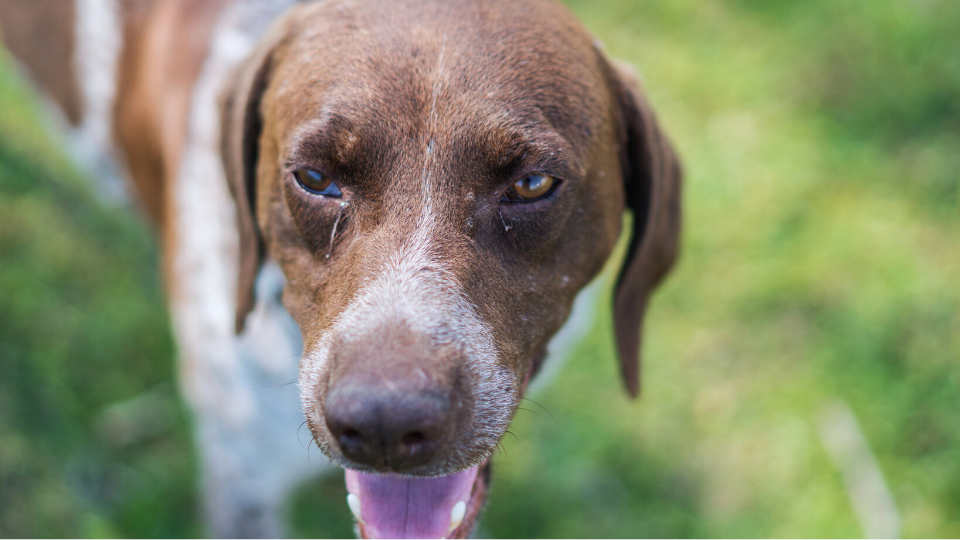 Conjunctivitis (Pink Eye) in Dogs: Causes, Symptoms, Treatment