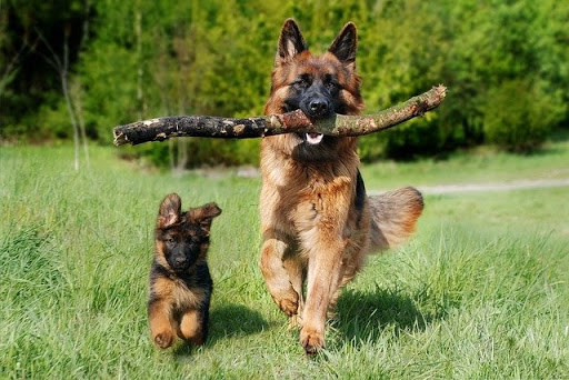 German Shepherd runs with puppy