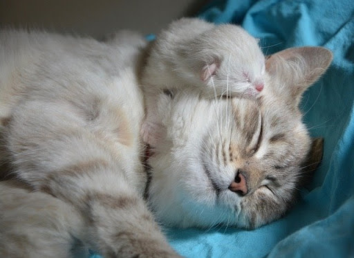 White cat and kitten snuggling