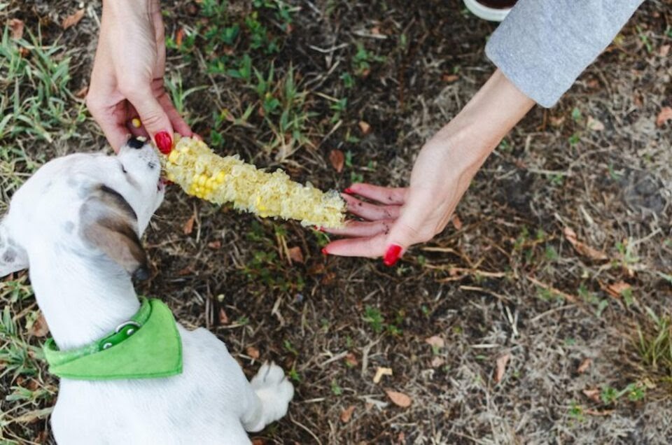 Should dogs eat outlet corn