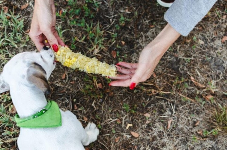 dog eating corn from the cob