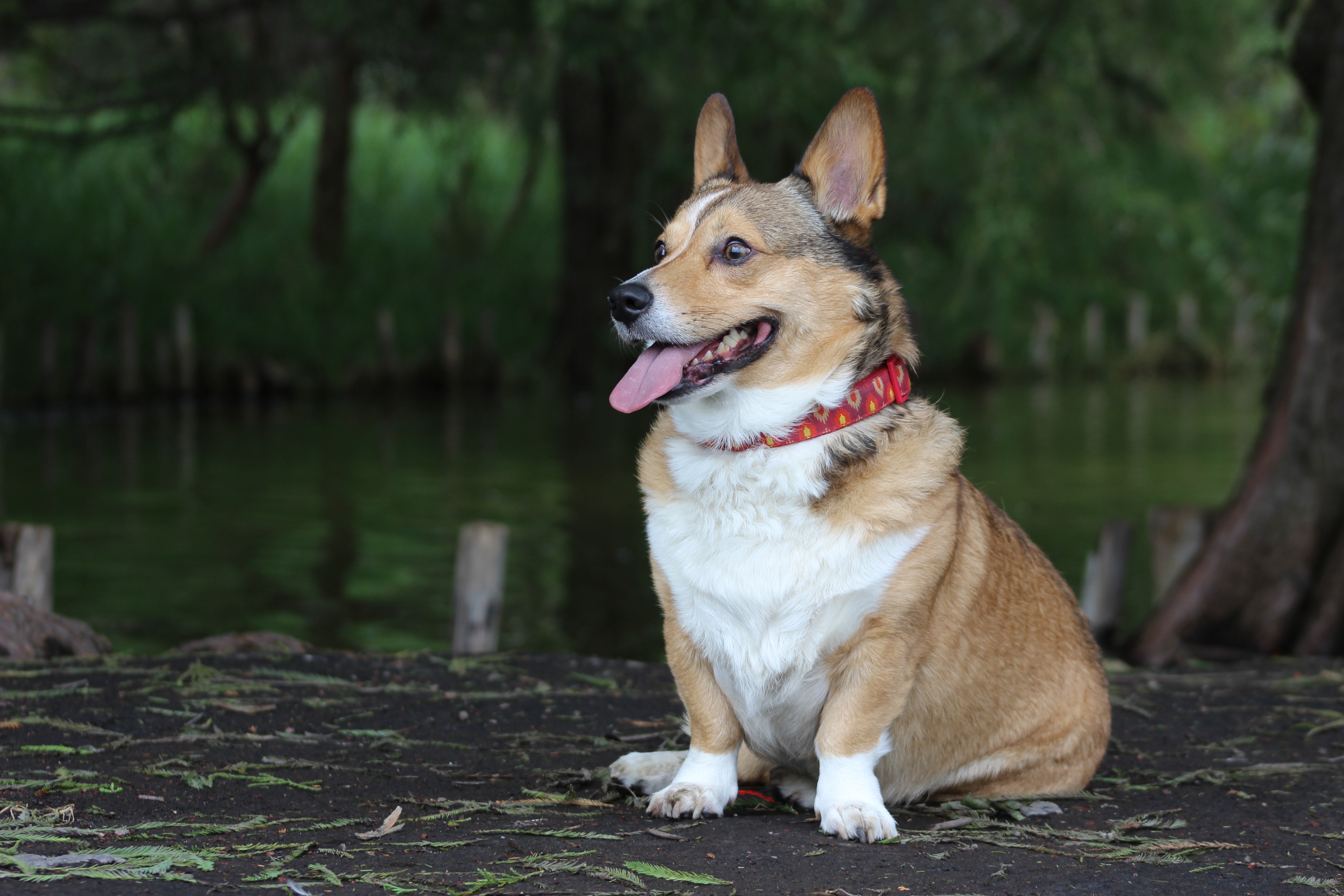 Full store grown corgi