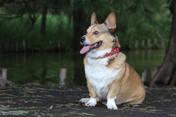 Happy Corgi sitting outside.