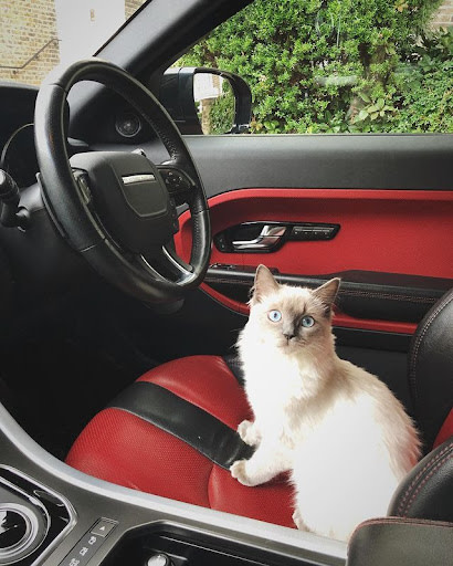 chauffeur cat