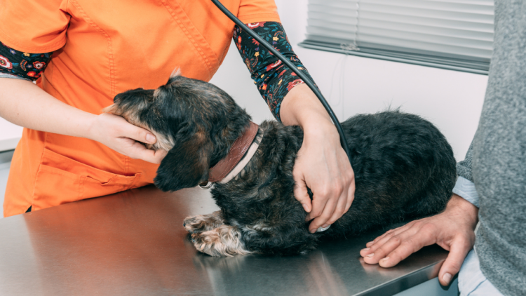 Vet examines a dog's abdomen with a stethoscope