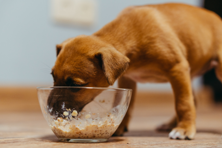 Dog drank chocolate outlet milk