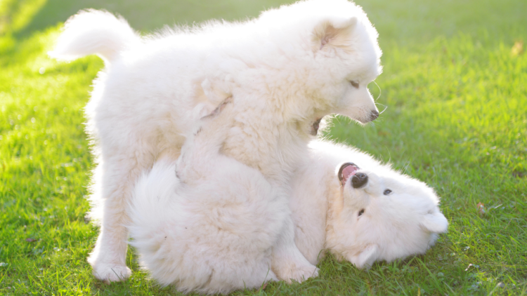 samoyed puppies playing