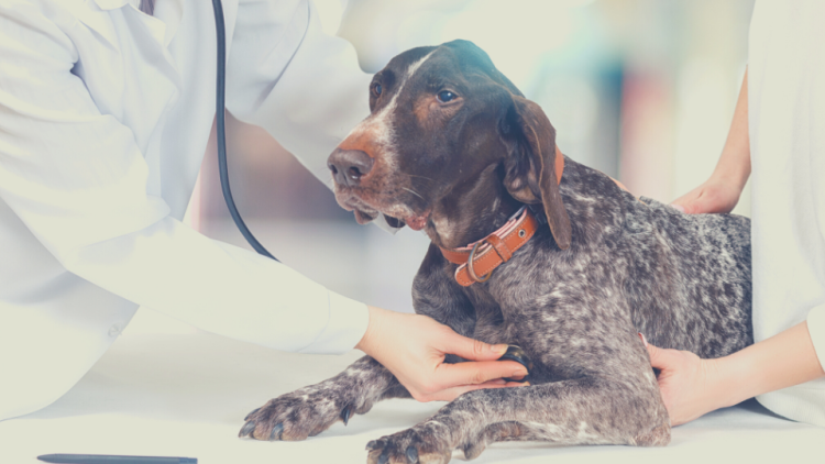 German Pointer dog examined by vet with stethoscope