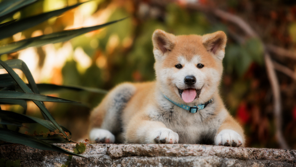 Best food outlet for akita puppy