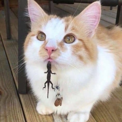 Cat with lizard in mouth