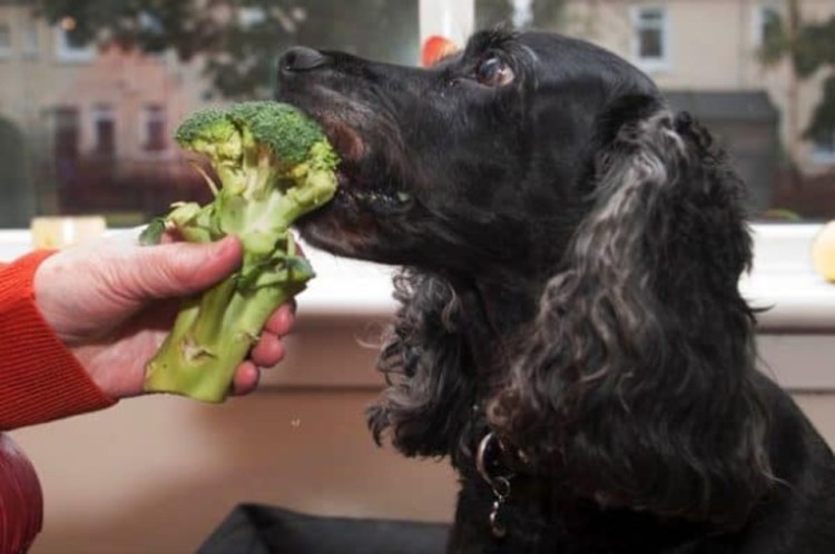 dog is tasting a broccoli