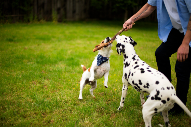 Two dogs and owner playing with a stick