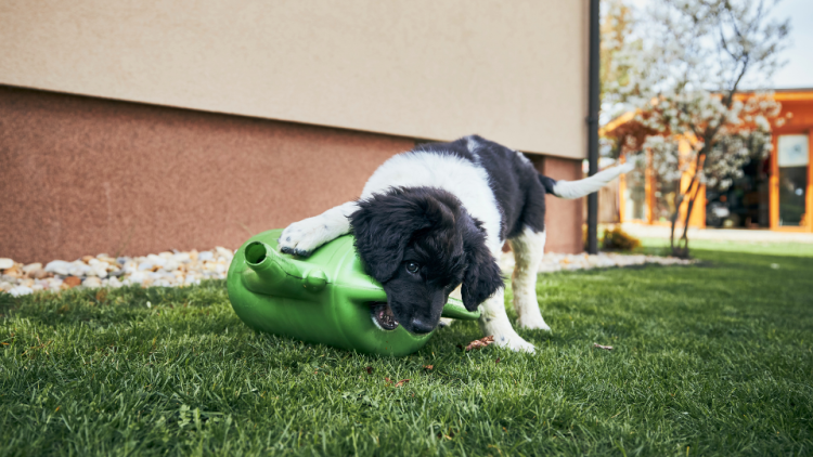 puppy playing with watering can