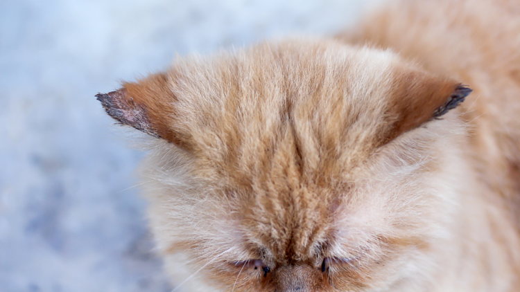 Cat with ringworm on ears