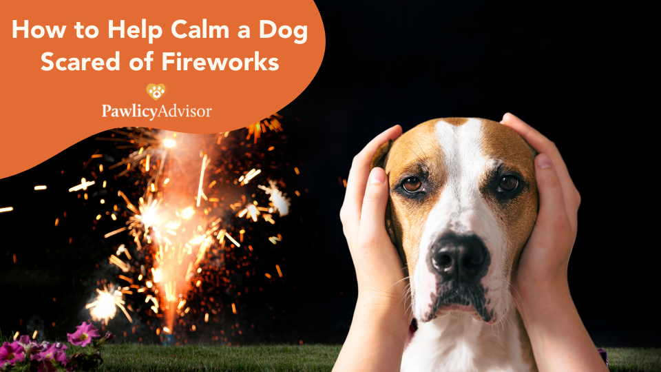 why is my dog terrified of fireworks